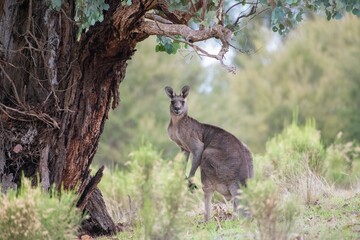 kangaroo near the tree