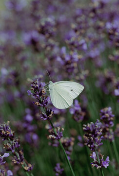 white cabbage butterfly on purple lavender