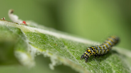 Chenille jaune et noire