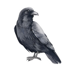 Black raven bird watercolor illustration. Hand drawn black crow. Halloween traditional element. Raven Corvus corax side view cartoon image. Avian isolated on white background