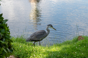 great blue heron