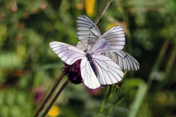 Schmetterling in der Natur 
butterfly in nature
papillon dans la nature 