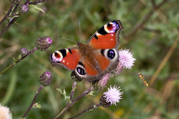 Schmetterling in der Natur 
butterfly in nature
papillon dans la nature 