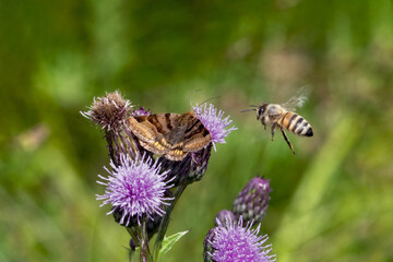Schmetterling in der Natur 
butterfly in nature
papillon dans la nature 
