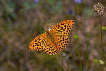 Schmetterling in der Natur 
butterfly in nature
papillon dans la nature 