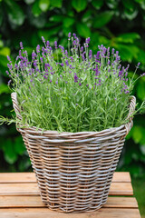  basket with flowers. woven pot of lavender outside in the garden. Lavender flowers in the pot...