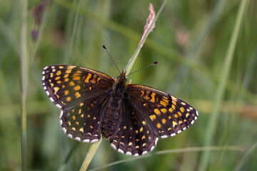 Fototapeta na wymiar Schmetterling in der Natur butterfly in nature papillon dans la nature 