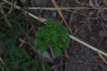 clover in the forest