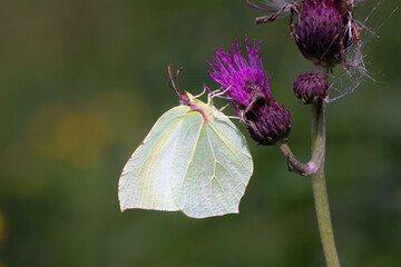 Schmetterling in der Natur 
butterfly in nature
papillon dans la nature 