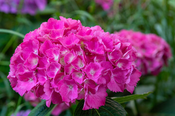 Hortensia (Hydrangea macrophylla) penny mac mophead