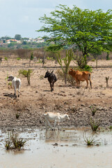 Naklejka premium Cattle drinking water from a water puddle, during the dry season, in the Cariri region, in Boqueirao, Paraiba, Brazil on December 21, 2011.