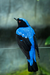 Male Asian fairy-bluebird (Irena puella) very close up, a beautiful bright blue tropical bird (portriat view)