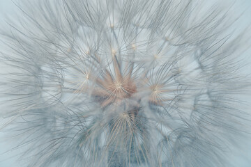 Fluffy dandelion in sunlight on plain gray blue background. Delicate flower with blowing seeds...