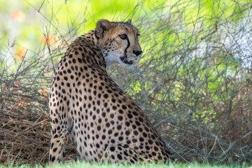 Cheetah (Acinonyx jubatus) close up looking behind while hunting on a safari in Africa.