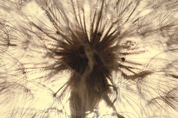 Fluffy dandelion in sunlight, abstract natural texture. Delicate flower with seeds close up. Low saturation photo.