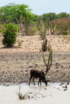 Cattle drinking water from a water puddle, during the dry season, in the Cariri region, in Boqueirao, Paraiba, Brazil on December 21, 2011.