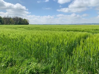 cornfield with forest