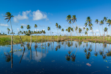 Coconut and fresh water lagoon on Lucena beach, near Joao Pessoa, Paraiba, Brazil on May 16, 2021.