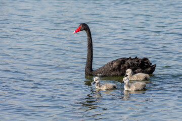 An introduced Black Swan with three cygnets (Cygnus atratus) swimming in Al Qudra Lake in Dubai, UAE.