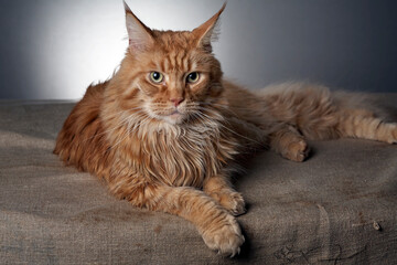 Red maine coon male portrait