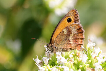 Schmetterling in der Natur 
butterfly in nature
papillon dans la nature 