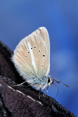 Schmetterling in der Natur 
butterfly in nature
papillon dans la nature 