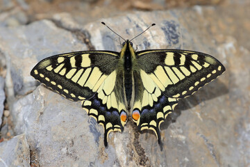 Schmetterling in der Natur 
butterfly in nature
papillon dans la nature 