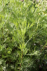 Nahaufnahme Eberraute (Colakraut)