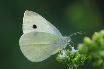 Schmetterling in der Natur 
butterfly in nature
papillon dans la nature 