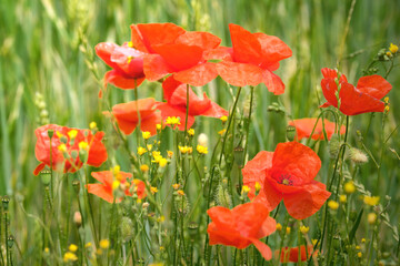 Mohnblumen und gelbe Blüten als Bienenwiese vor Kornfeld im Hintergrund - Stockfoto