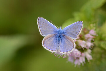 Schmetterling in der Natur 
butterfly in nature
papillon dans la nature 