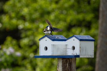 male and female swallow on birdhouse