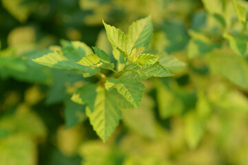 green branch on a sunny day close up