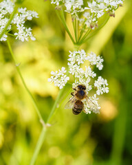 bee on a flower