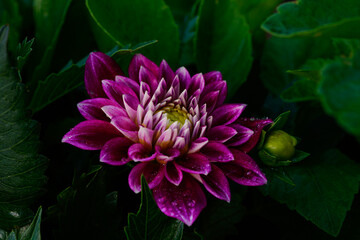 Dark purple dahlia flower growing in a flower garden. Plant with several buds. Straight on view.