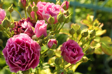 Beautiful blooming pink roses on bush outdoors, closeup