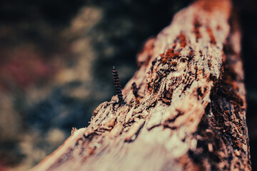 a screw in a tree branch in autumn