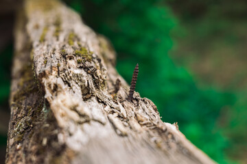 a screw in a tree branch