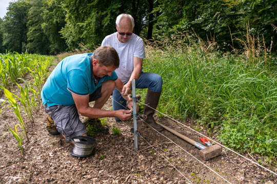 Pose et entretien de clotures &eacute;lectriques contre les sangliers autour d'un champ de ma&iuml;s en bordure de for&ecirc;t