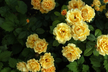 Beautiful blooming yellow roses on bush outdoors - Powered by Adobe