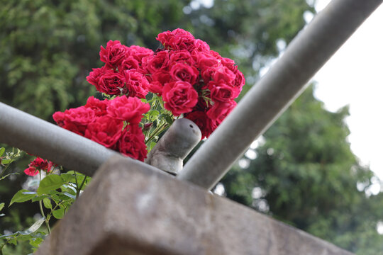 Closeup Of A Small Bunch Of Red Roses. Selected Focus.