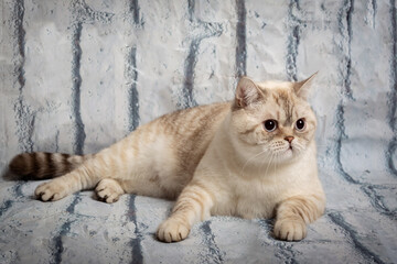 British shorthair cat lies on the floor. tabby color. white brick background