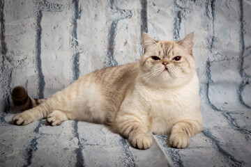British shorthair cat lies on the floor. tabby color. white brick background