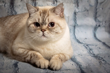 British shorthair cat lies on the floor. tabby color. white brick background