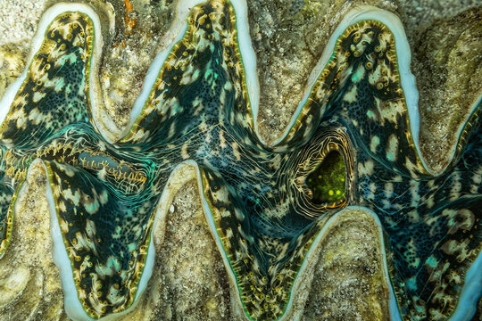 cockle Giant Clam in the Red Sea Colorful and beautiful