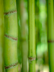 Bamboo forest in the park, green natural background.