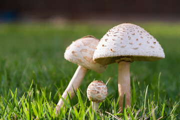Mushrooms on the lawn.