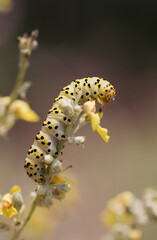 yellow green caterpillar with black spots brown background
