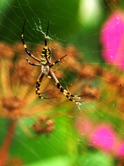 Argiope the spider and his web