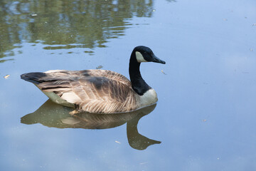 Obraz premium A Canadian goose swimming in a pond.